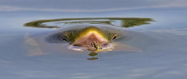 608_Trout_Eating_Hopper
