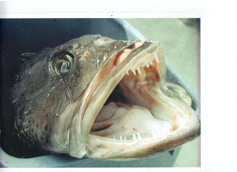 Fishing 001