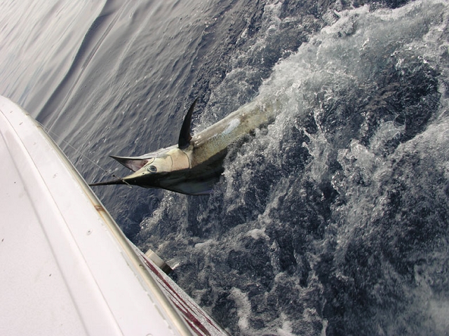 ginas_first_marlin