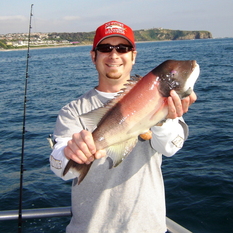 sheephead
