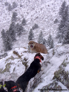 slimmerdogsandlion