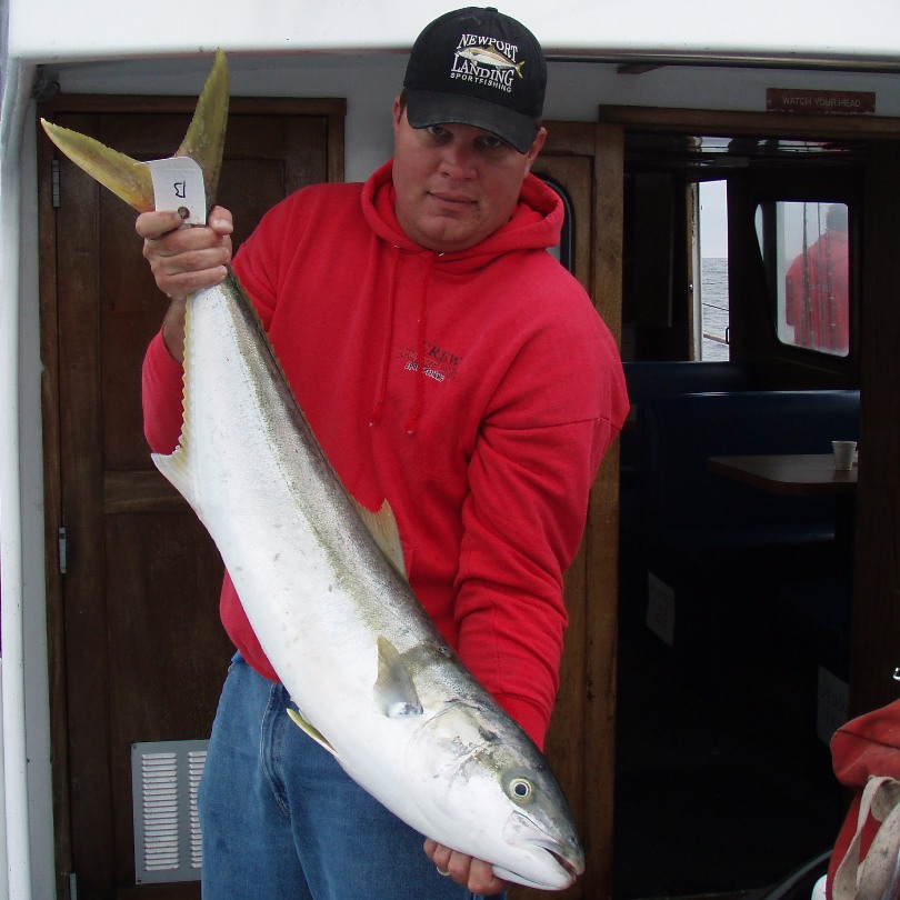 yellowtail