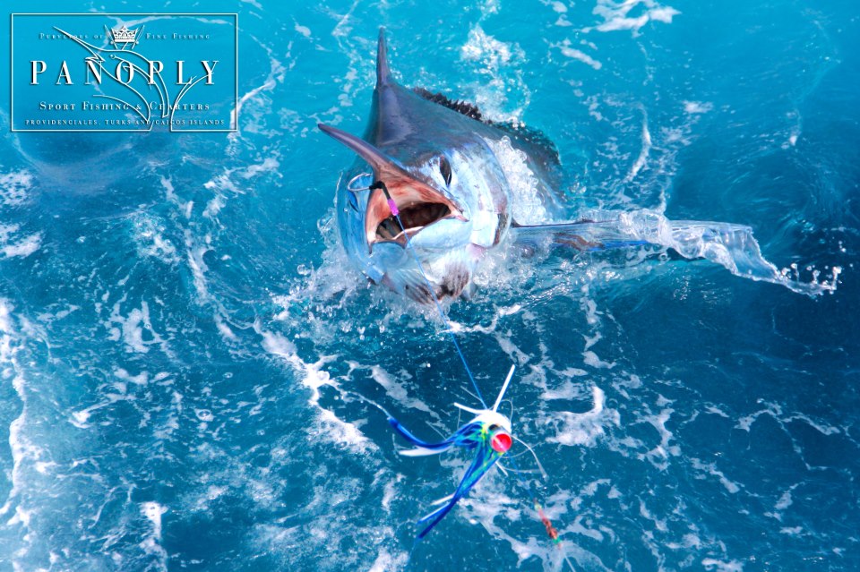 coverbillfish