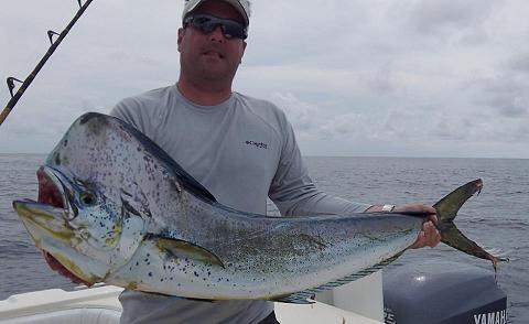 mahi