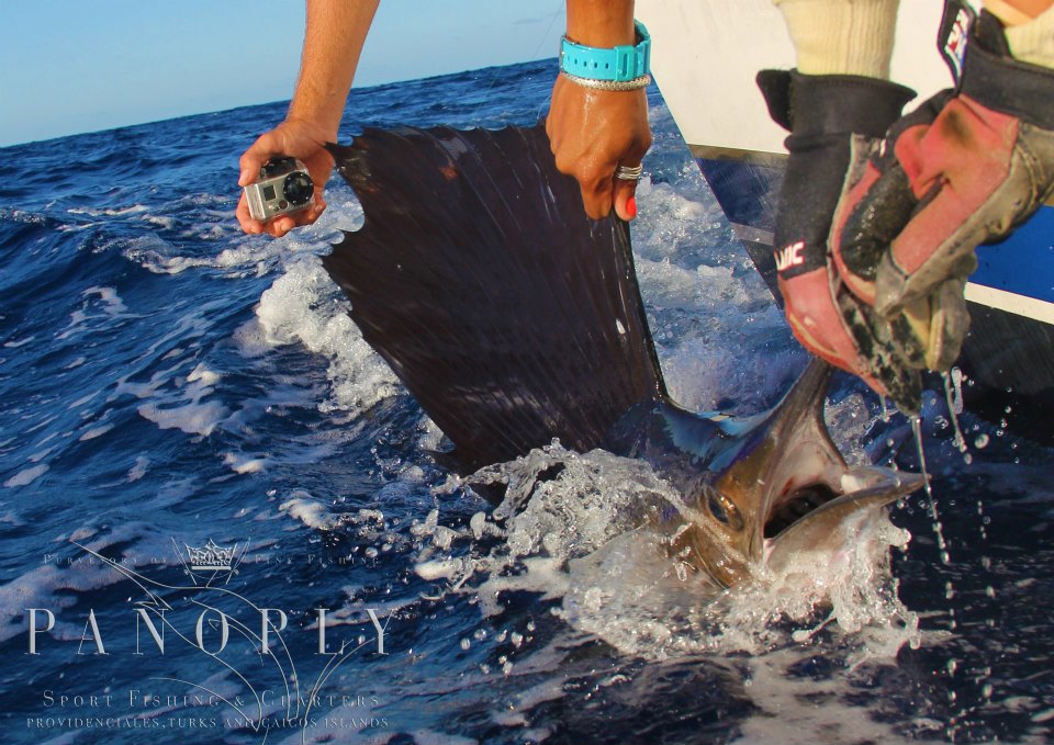 sailfish