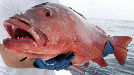 snapper
