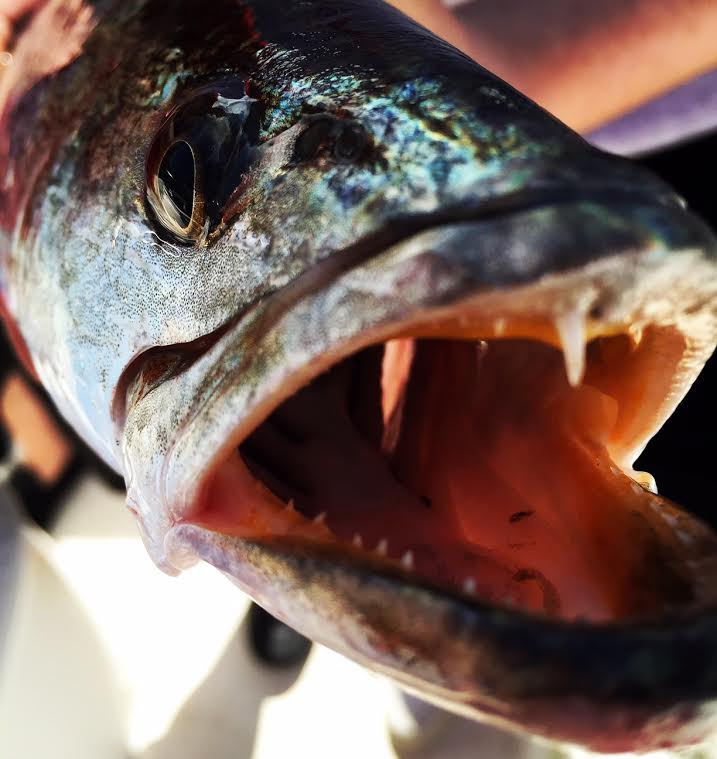 Up-close-and-personal-with-a-sea-trout