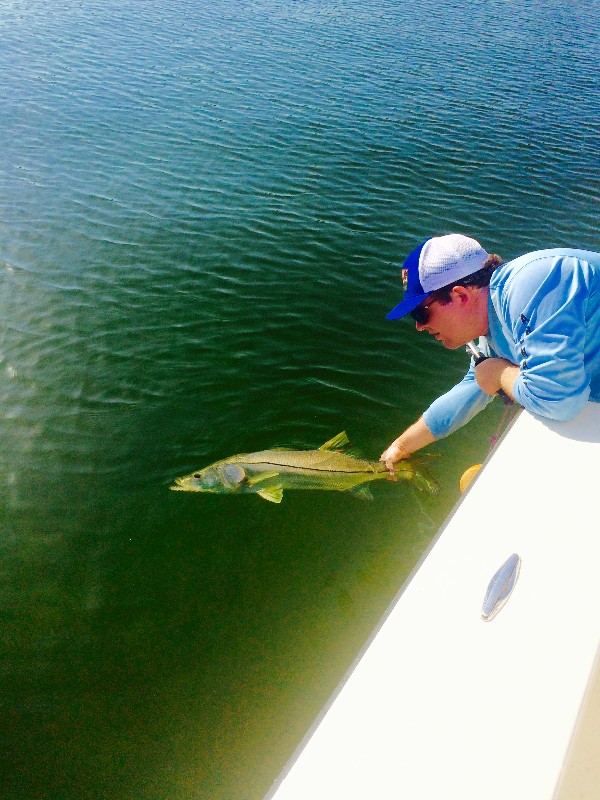 clearwater-snook-fishing